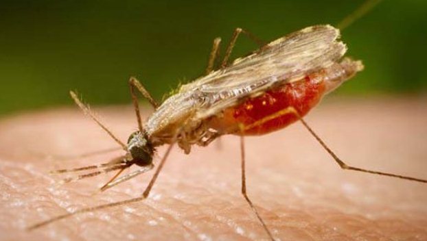 Вспышка малярии грозит Запорожью?!