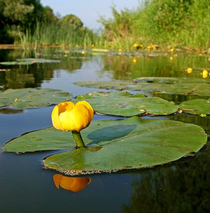 Памятники природы: Озеро Чернецкое 