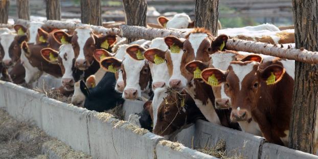Исчезнут ли  коровы с частных подворий нынешним летом?