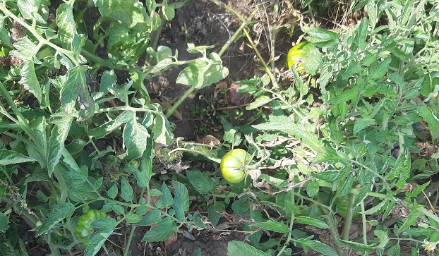 Что можно приготовить из зеленых помидоров, советуют читатели