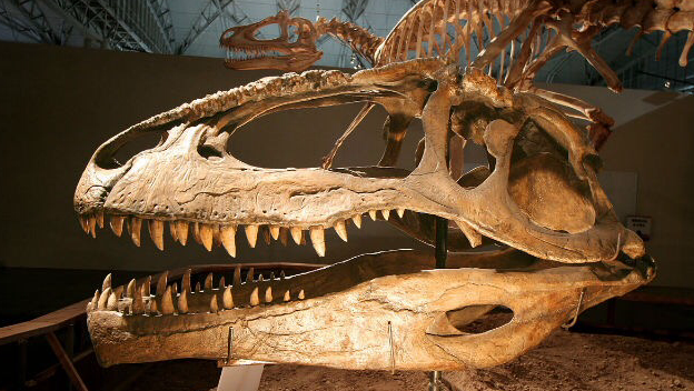 Обнаружен гигантский череп тираннозавра