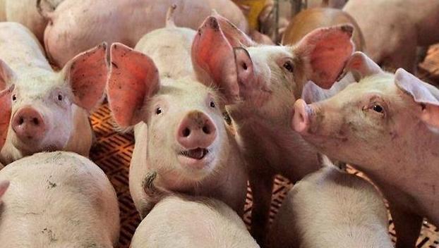 Украинскую свинину стали меньше экспортировать
