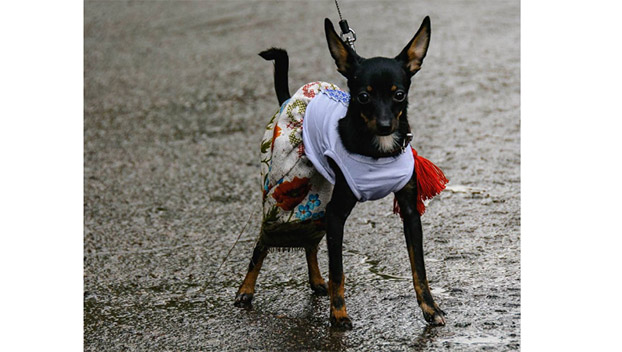 Собак в вышиванки стали чаще наряжать в Краматорске