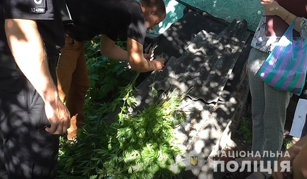 В Доброполье полиция ликвидировала 500 кустов конопли