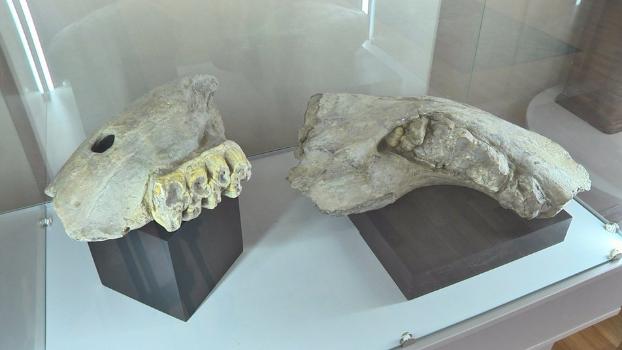В Музейной лаборатории на Донетчине хранятся челюсти овернского мастодонта