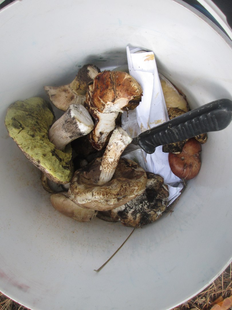 грибы в лукошке