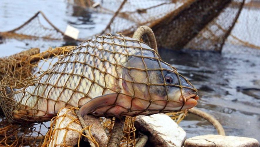 Жителя Дружківки оштрафували за вилов риби сіткою
