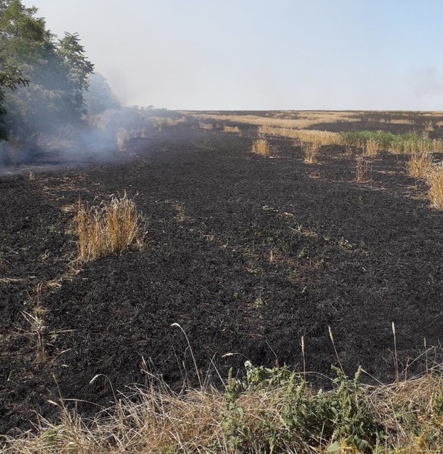 В Никольском районе пожар уничтожил 13 га пшеницы