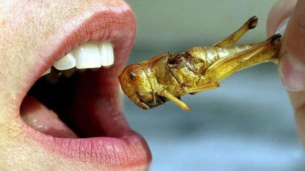Производители насекомых из Франции теряют терпение