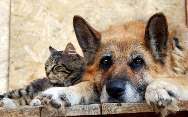 В Доброполье бездомных животных сделают безопасными
