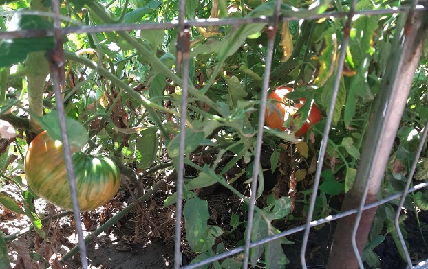 Чем опрыскивать сейчас помидоры, чтобы получить обильный урожай 