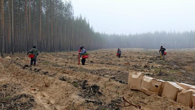На месте уничтоженного леса в Лиманской громаде высадили сосны 