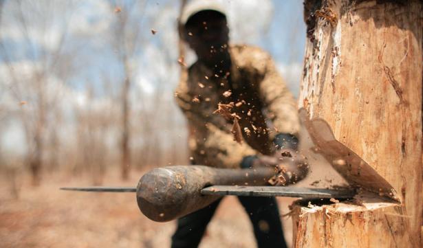 Ежегодно сотни тысяч гектаров леса природно-заповедного фонда Украине вырубают