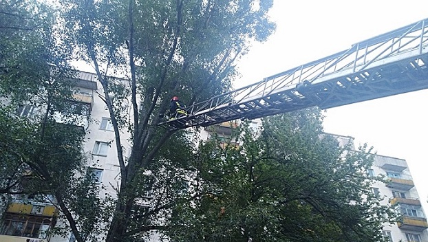 В Лисичанске спасатели сняли с дерева кота, который просидел там два дня 
