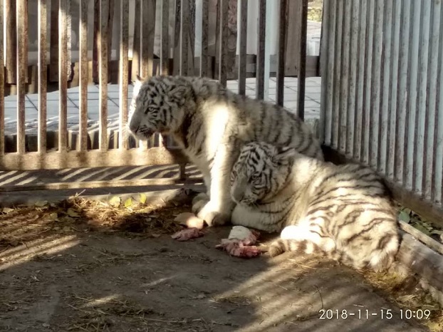 Мариупольский зоопарк пополнился тигрятами-альбиносами