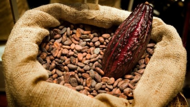 Какао-бобы могут исчезнуть 