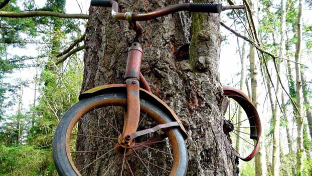 В Китае мужчина спилил дерево, чтобы украсть велосипед
