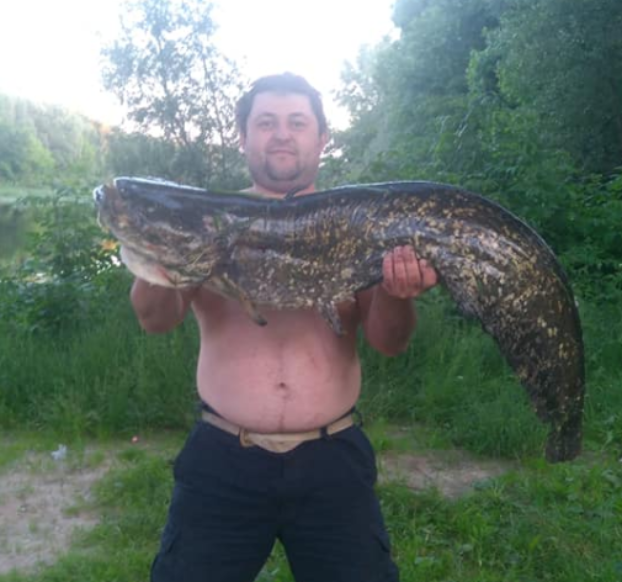 Рыболов опубликовал фото гигантского сома, пойманного под Черниговом