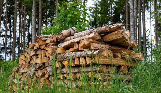 Какие дрова смогут бесплатно заготавливать жители Константиновки