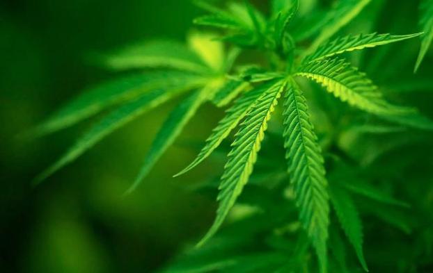 Парламент Португалии легализовал медицинскую марихуану