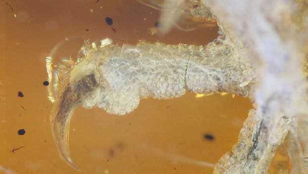Ученые нашли птенца, жившего 99 миллионов лет назад 