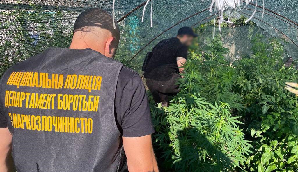 Наркоаграриев из Дружковки и Торецка полиция лишила 150 кустов конопли