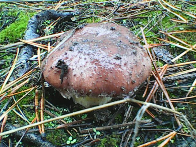 белый гриб в траве