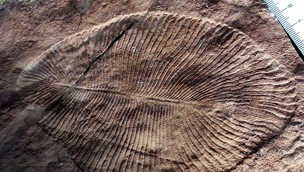 Палеонтологи нашли древнюю окаменелость животного 