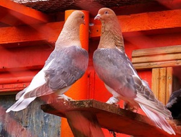 Жителей Константиновки приглашают посмотреть на голубей