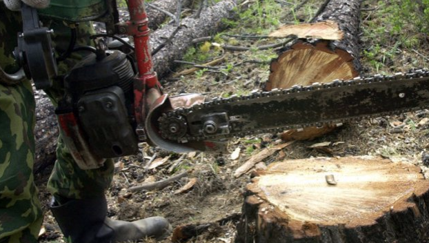 В Торецке борются с незаконной вырубкой деревьев