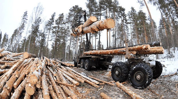 Рада разрешила экспортировать украинский лес