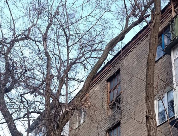 Когда коммунальщики уберут аварийное дерево у дома № 18 по ул. Европейской в Константиновке