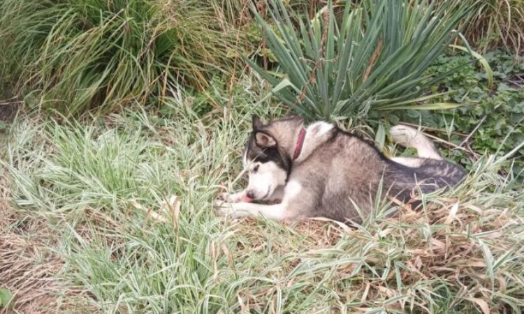 Волонтеры вывезли хаски из Дружковки: Жил в вольере 2 на 2