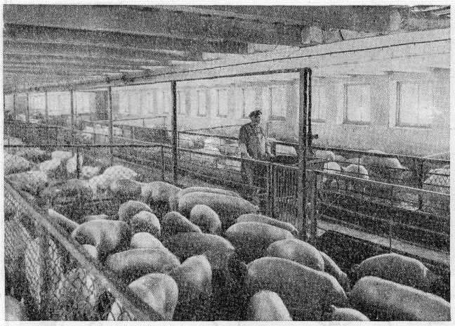 свиноводческий комплекс в советское время