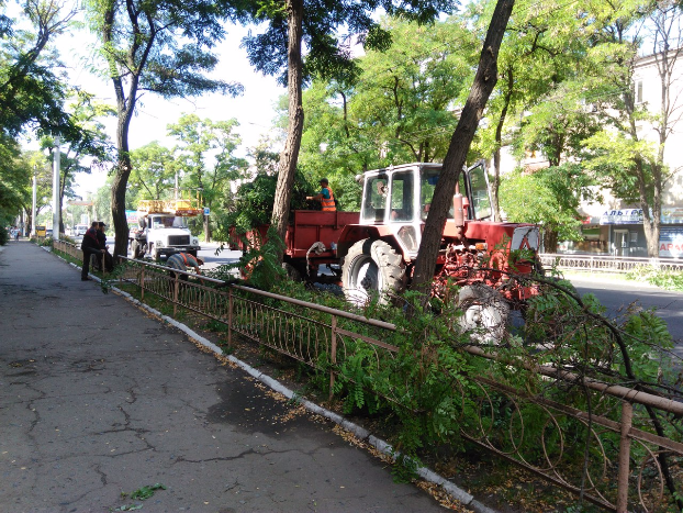 В центре Краматорска ликвидируют опасные деревья