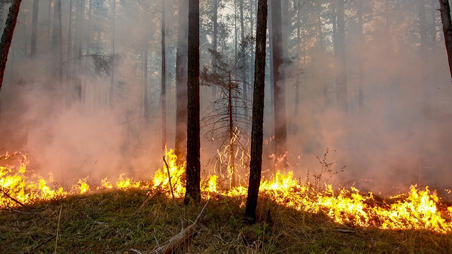 Cистему противопожарного видеонаблюдения установят во всех лесах Донетчины