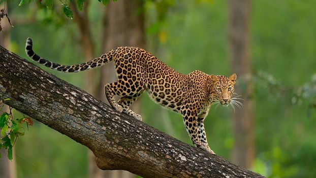 В национальном парке леопард напал на двухлетнего ребенка
