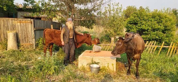 Вывел своих коров из Торецка: 70-летний дедушка дошел до Святогорска пешком