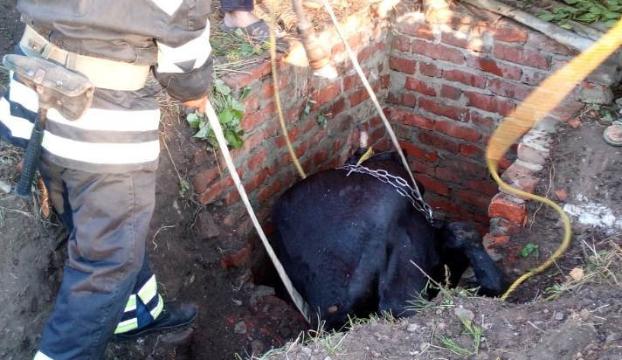 В Славянском районе спасали корову
