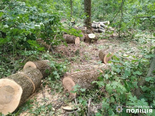 В Славянском районе ликвидирована незаконная вырубка леса