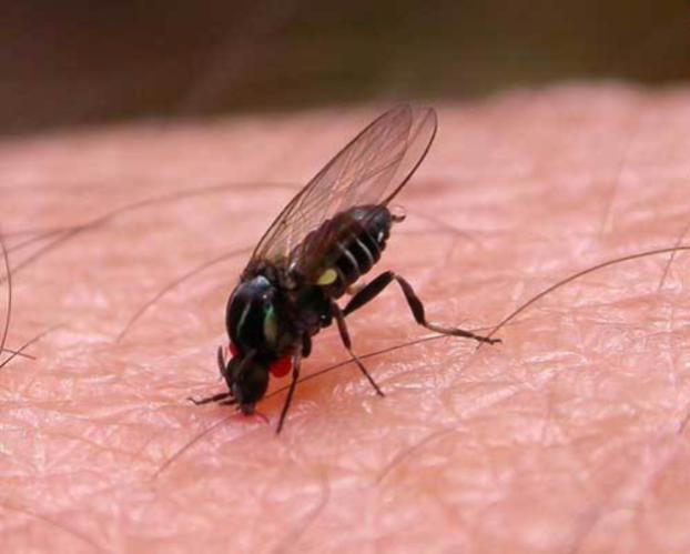 Мариуполец может потерять ногу из-за укуса инфицированной мухи