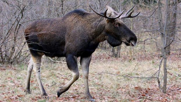 В Украине запретили на 25 лет охоту на лося 