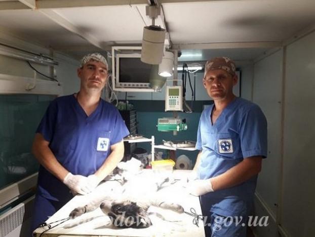 В  Новогродовке стерилизацию бездомных животных  осуществляют «Ветеринары без границ»