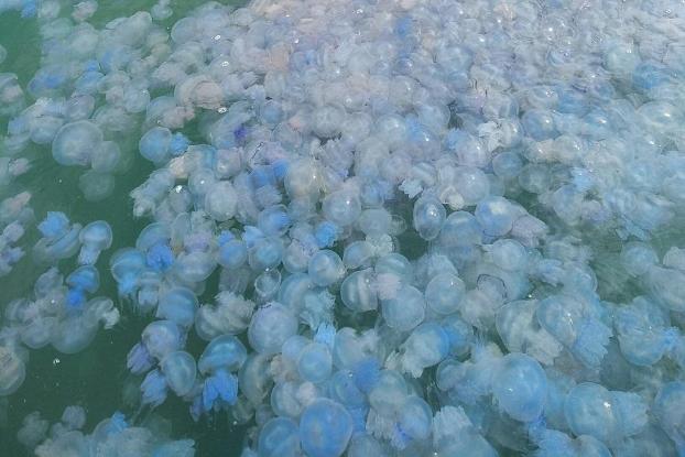 «Суп с галушками»: в Геническе нашествие медуз