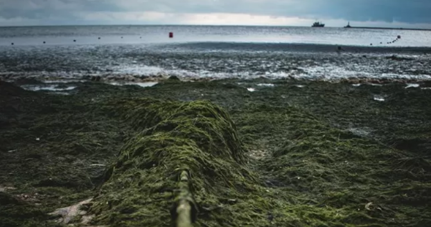 Бердянские пляжи завалило тоннами водорослей