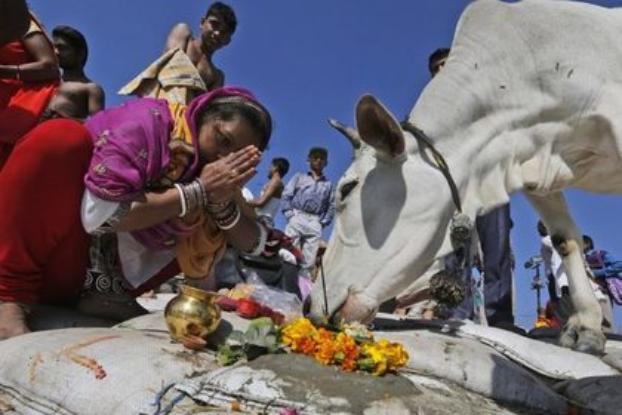 В Индии в акции протеста против убийства коров погибли два человека