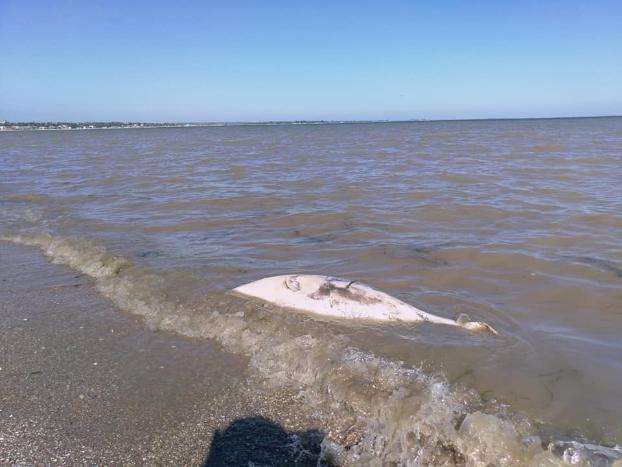 Под Мариуполем на пляжах курортных поселков нашли трупы дельфинов (ФОТО)