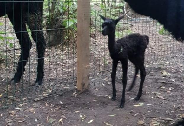 В Лиманском дендропарке появился детеныш альпаки