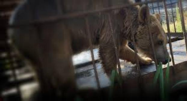 В Покровске суд конфисковал животных, спасенных из местного частного зоопарка 