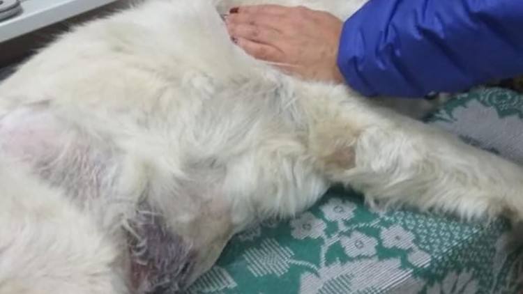 В Славянске малолетние живодеры изрезали бездомных собак. Фото